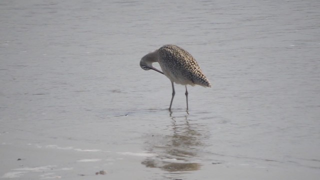 Long-billed Curlew - ML632809162