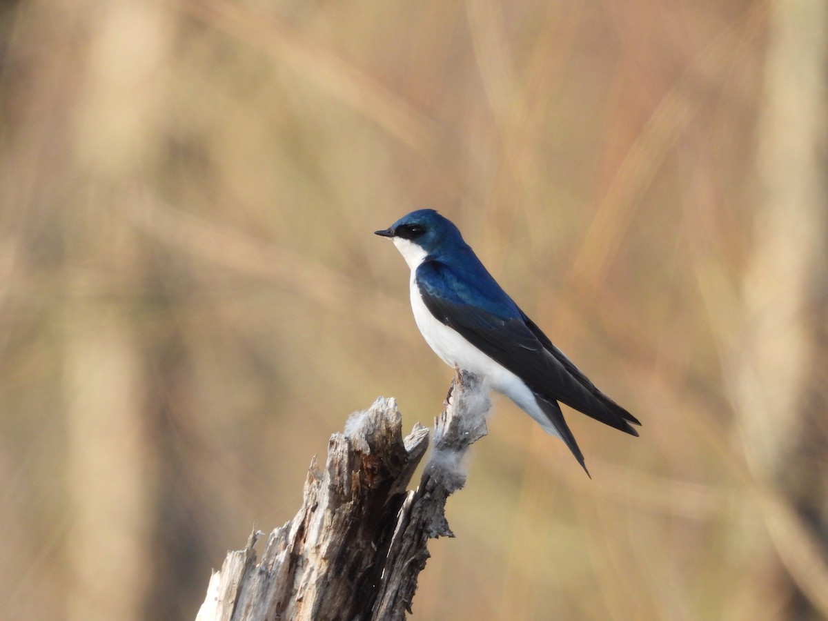 Tree Swallow - ML632809449