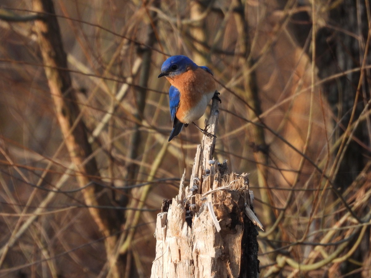 Eastern Bluebird - ML632809456