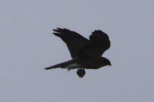 Sharp-shinned Hawk - ML632809469