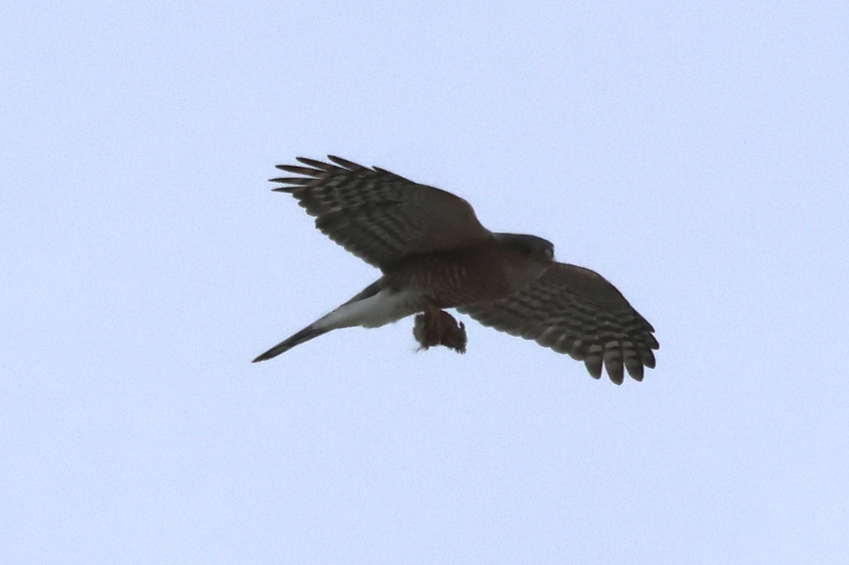 Sharp-shinned Hawk - ML632809470
