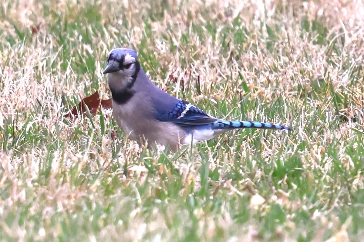 Blue Jay - ML632809487