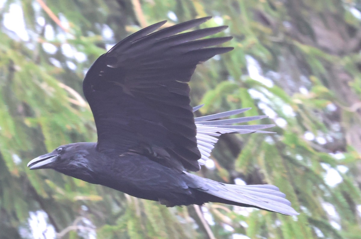 Common Raven - ML632809552
