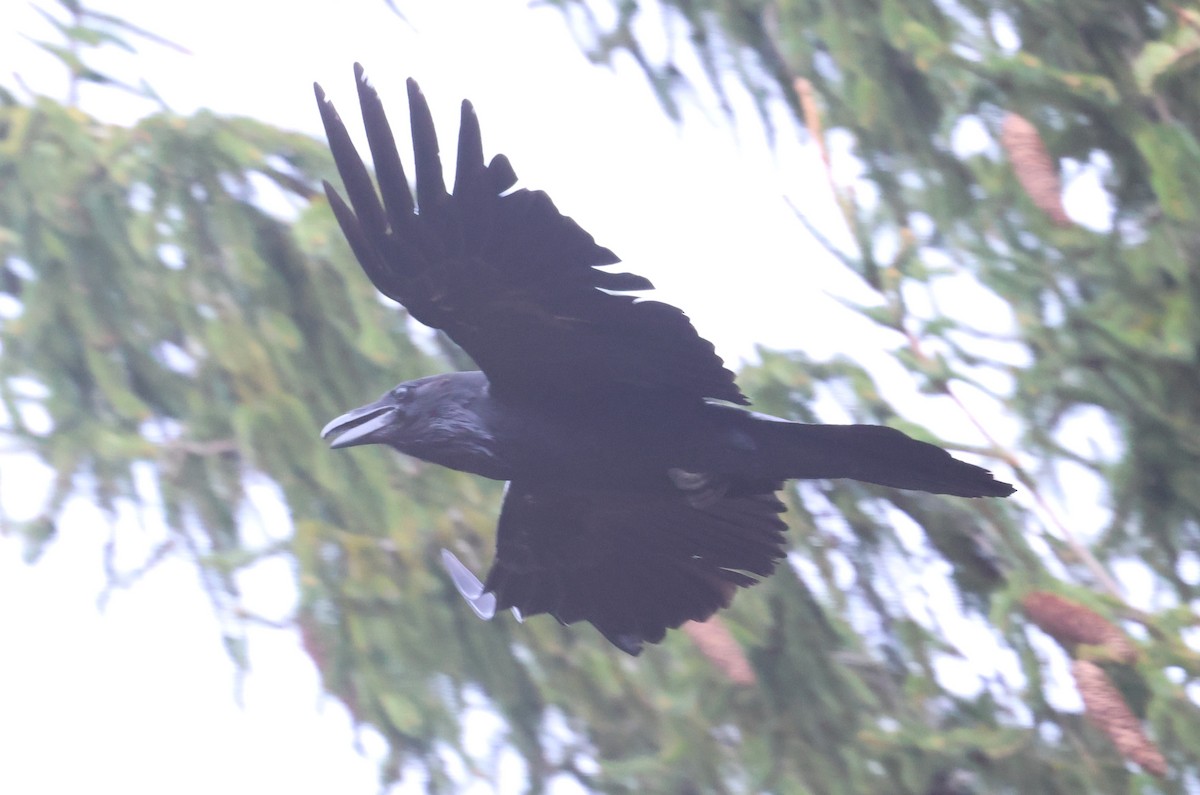 Common Raven - ML632809553