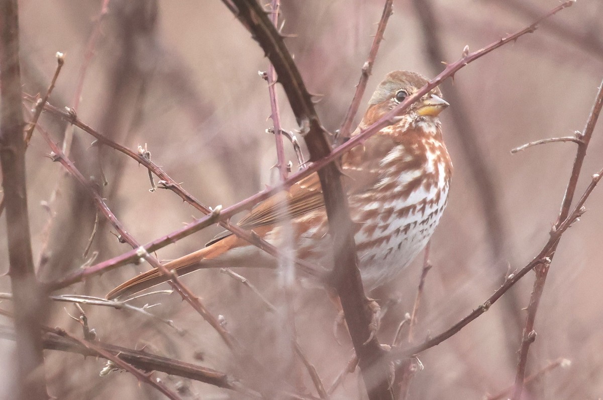 Fox Sparrow - ML632809576