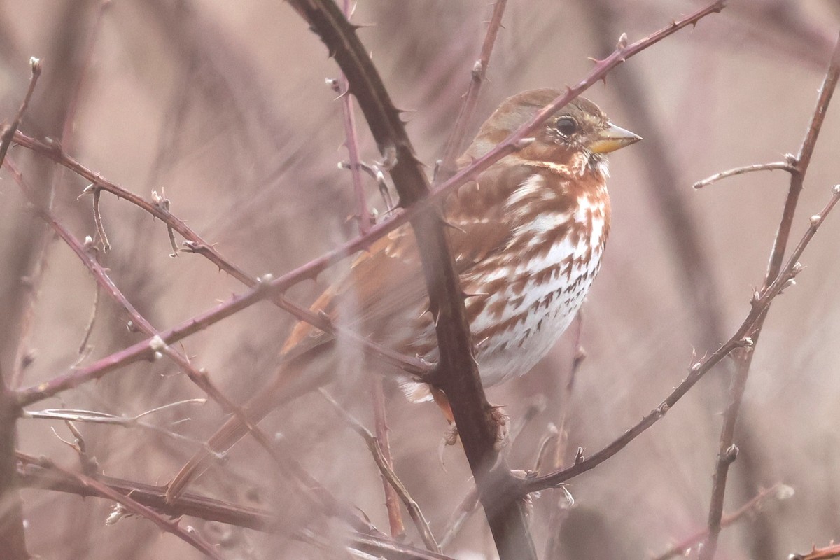 Fox Sparrow - ML632809577