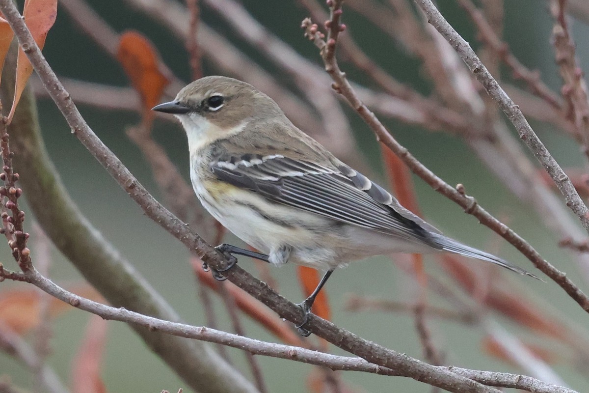 Yellow-rumped Warbler - ML632809628