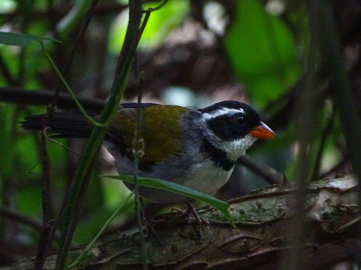 Saffron-billed Sparrow (Saffron-billed) - ML632809689