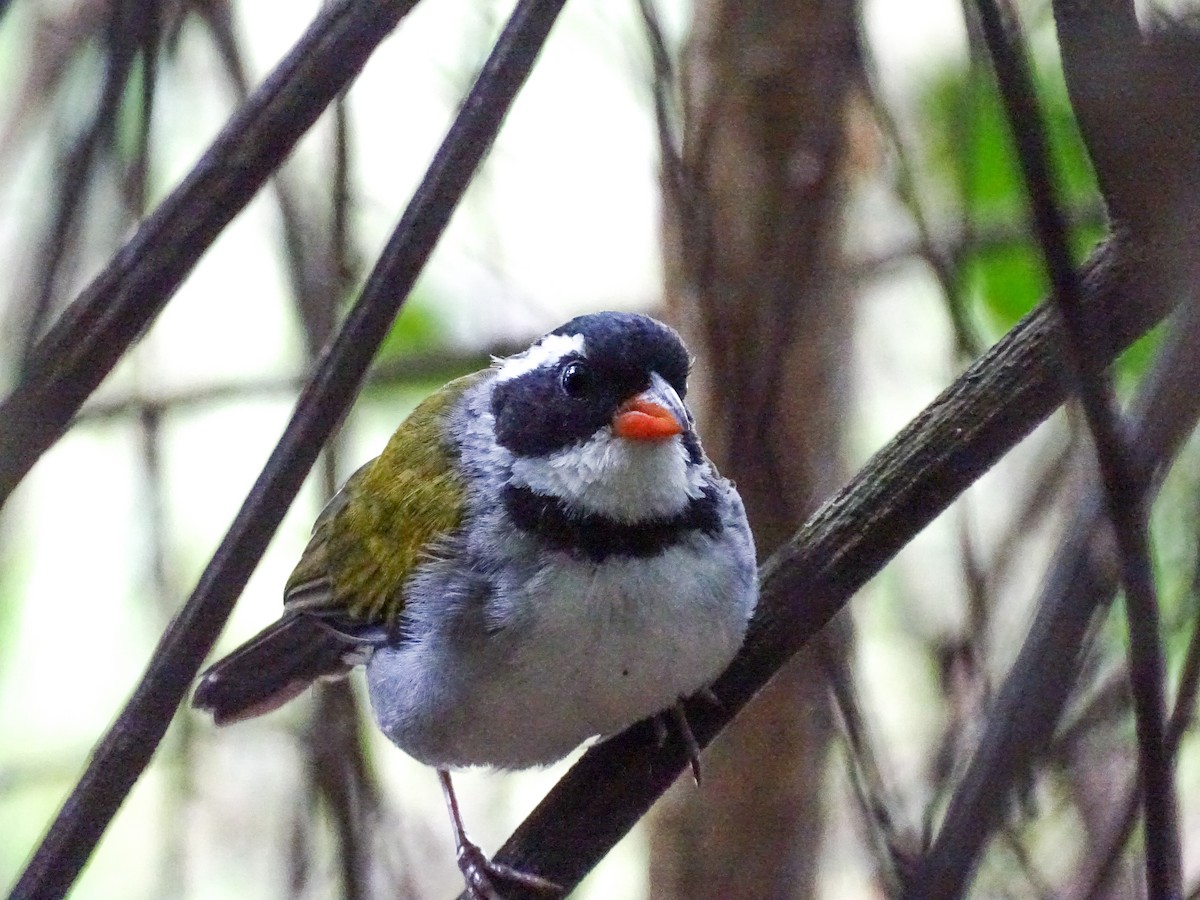 Saffron-billed Sparrow (Saffron-billed) - ML632809690