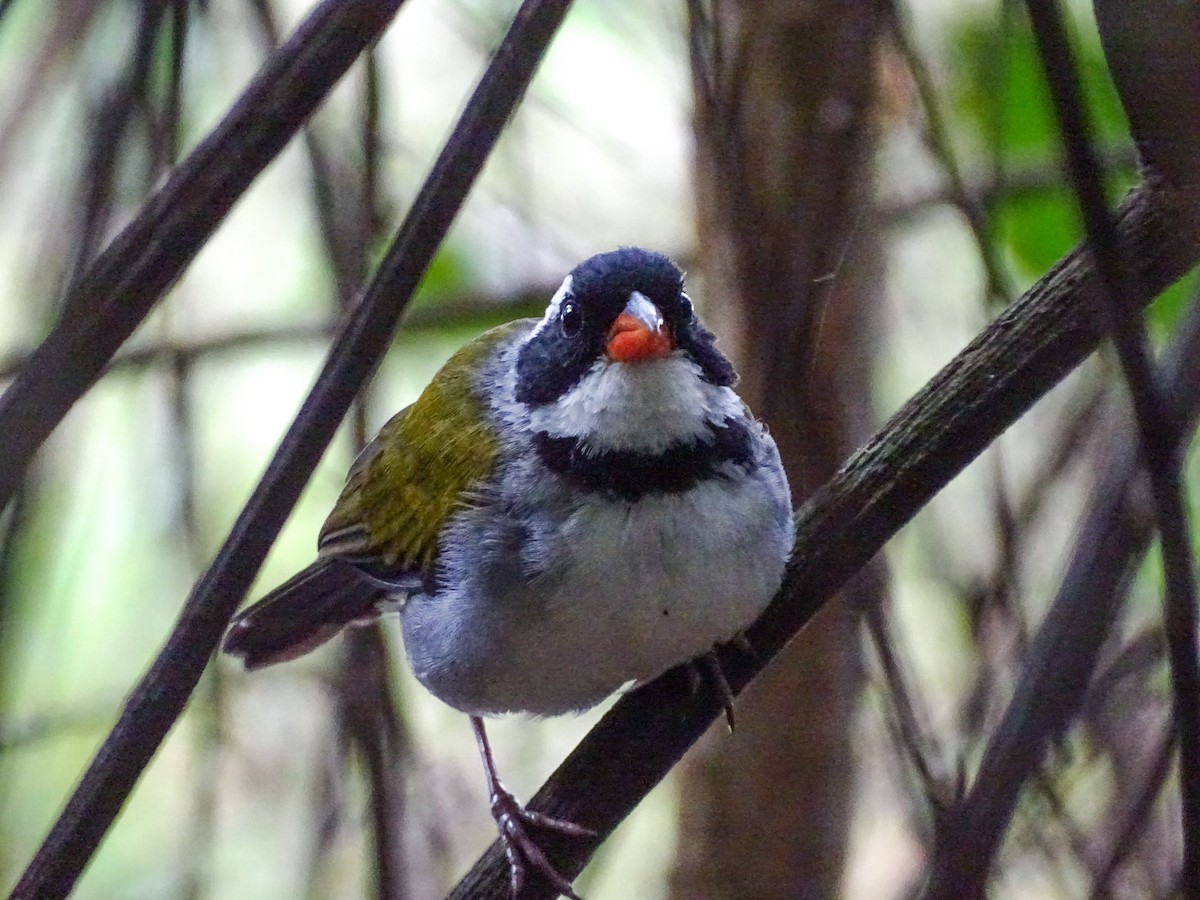 Saffron-billed Sparrow (Saffron-billed) - ML632809691