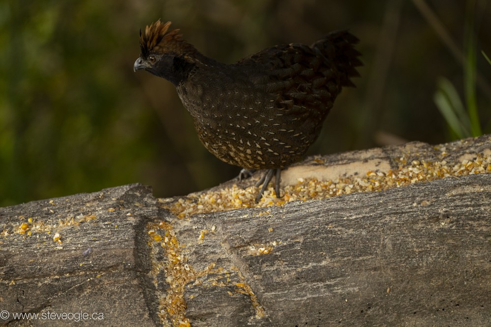 Black-fronted Wood-Quail - ML632809732