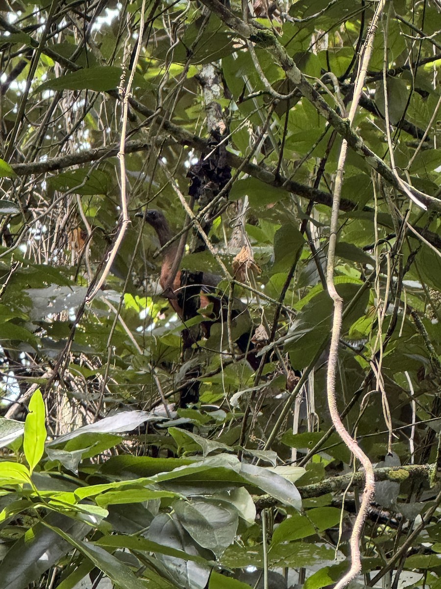 Sickle-winged Guan - ML632809766