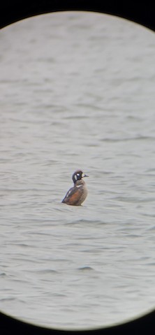 Harlequin Duck - William Parenteau