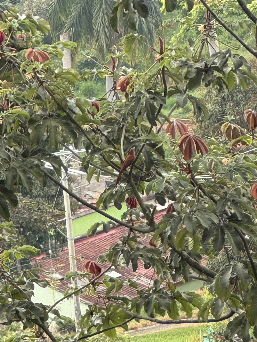 Common Squirrel-Cuckoo - ML632809921