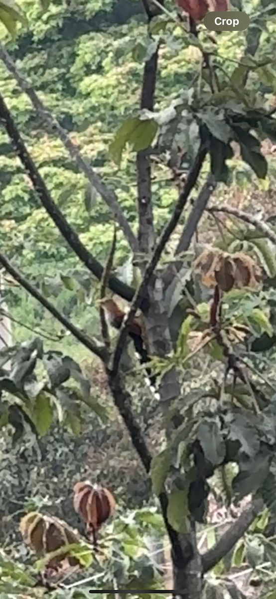 Common Squirrel-Cuckoo - ML632809937