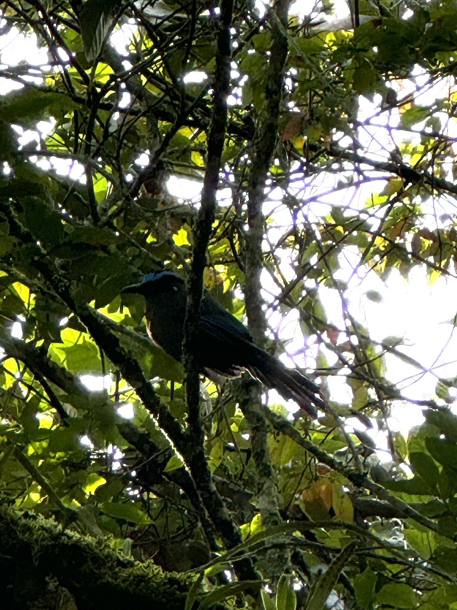 Andean Motmot - ML632809947
