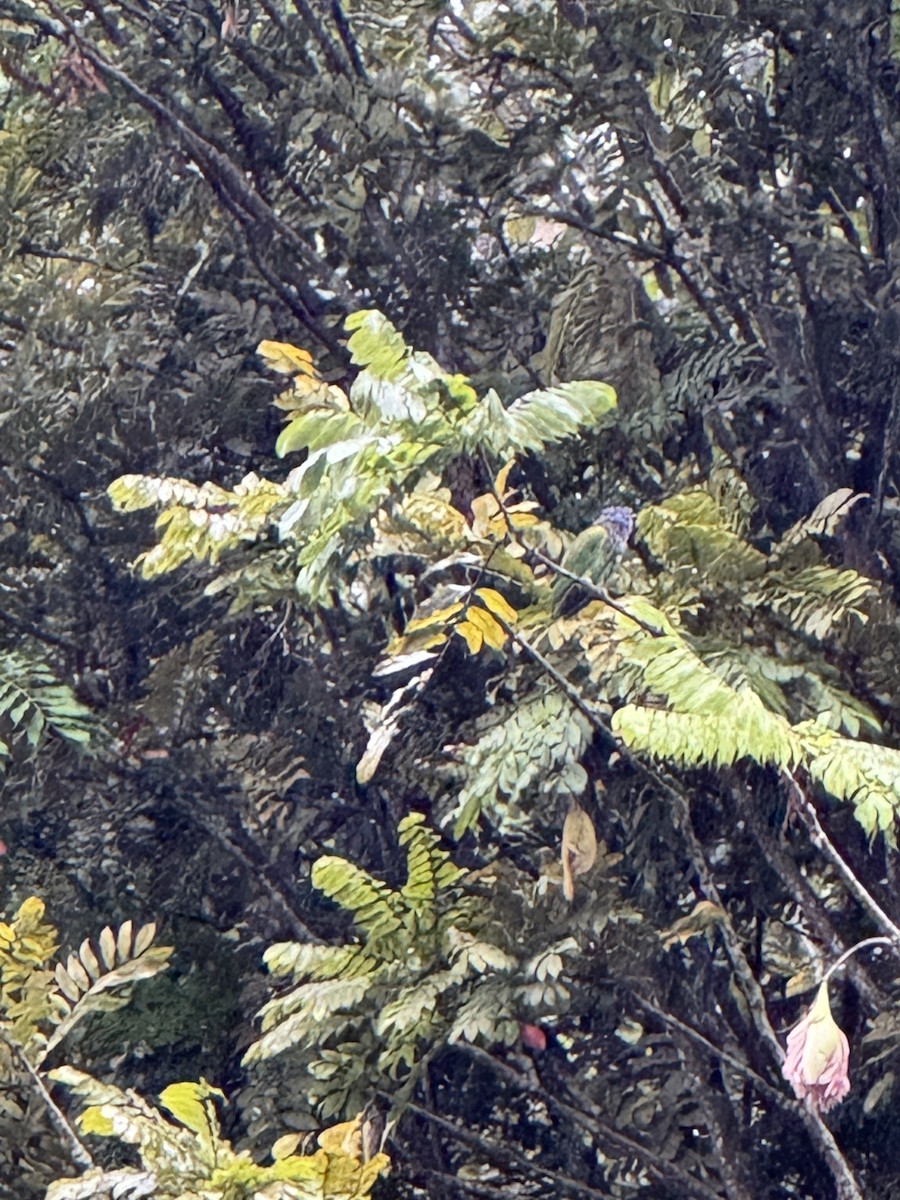 Blue-headed Parrot - ML632809977