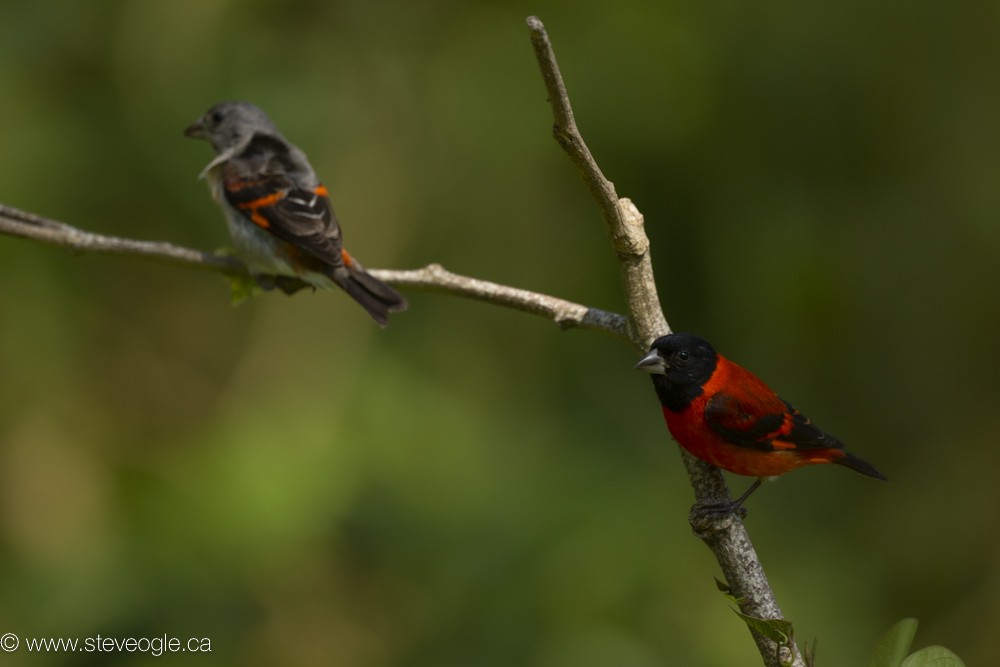 Red Siskin - ML632810034