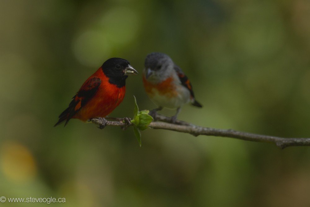 Red Siskin - ML632810035