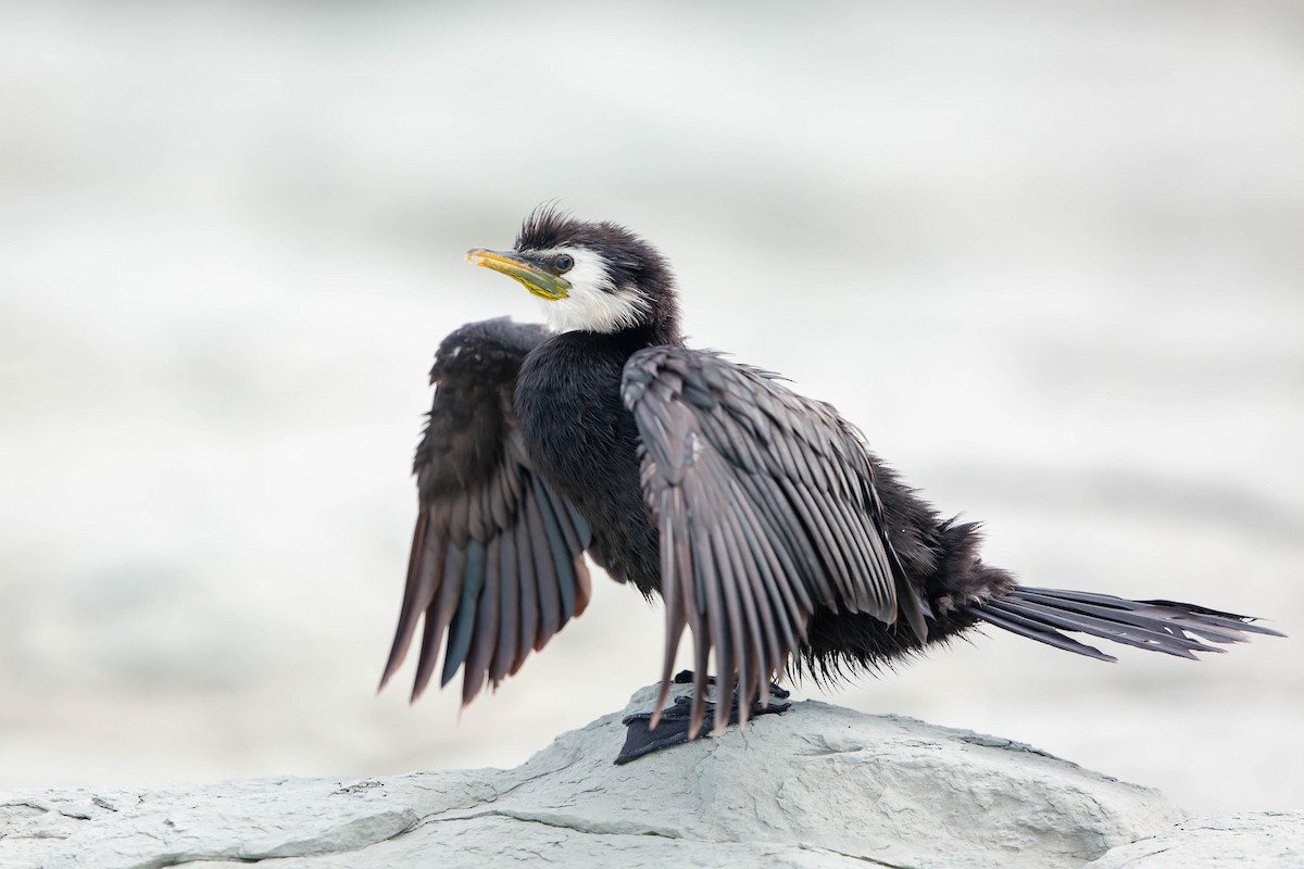 Little Pied Cormorant - ML632810214