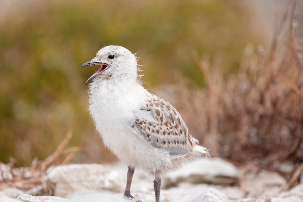 Silver Gull - ML632810223