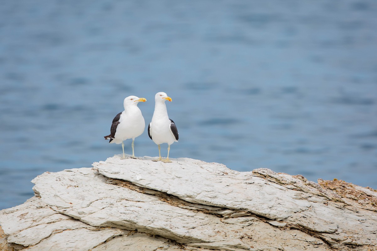 Kelp Gull - ML632810239
