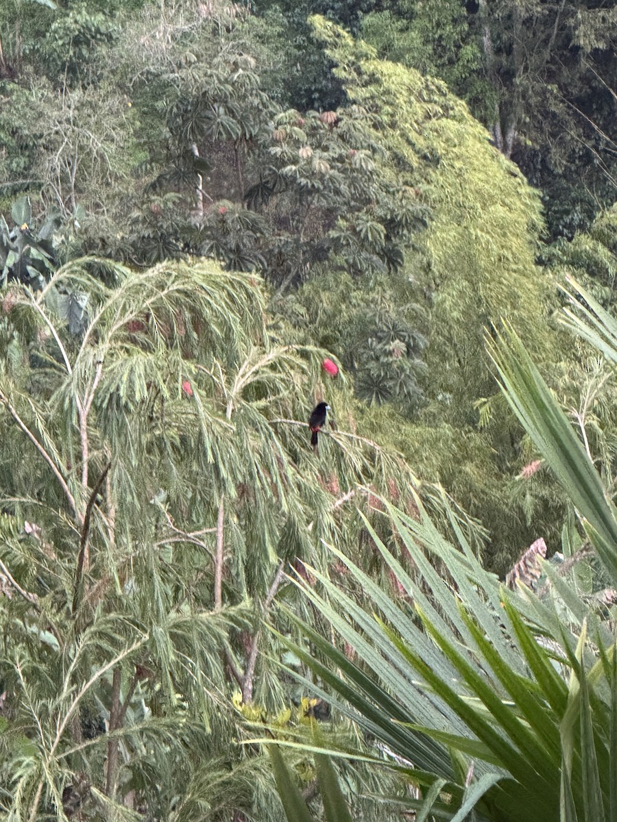 Flame-rumped Tanager - ML632810297