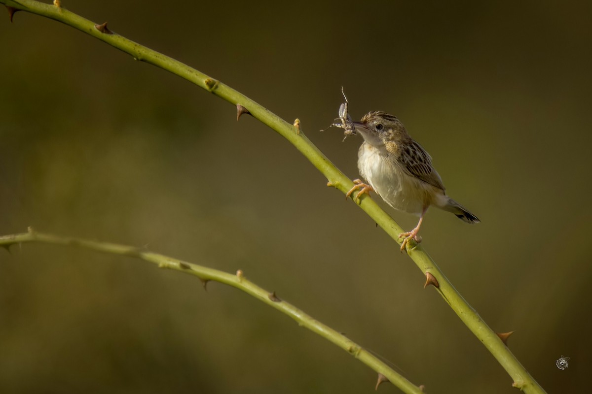 Zitting Cisticola - ML632810298
