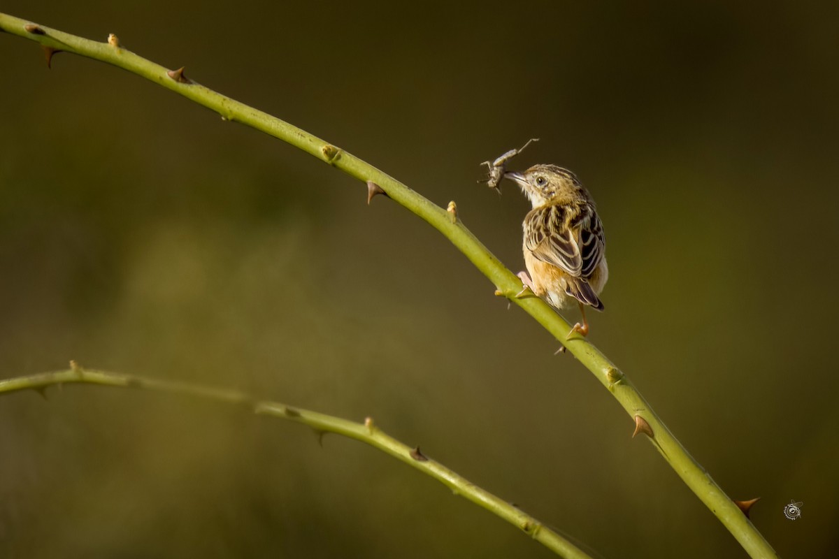 Zitting Cisticola - ML632810299
