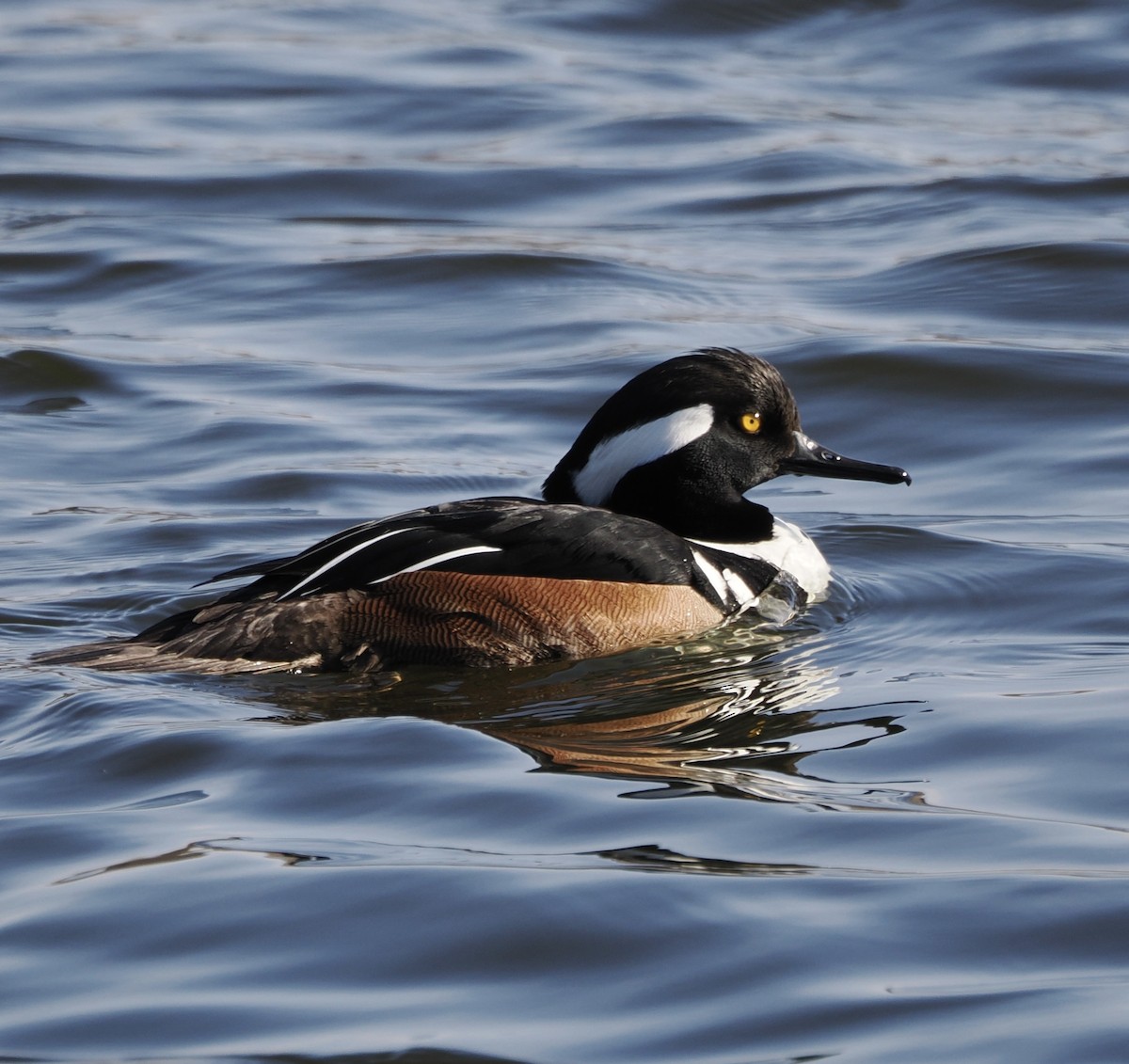 מרגון מקושט - ML632810326