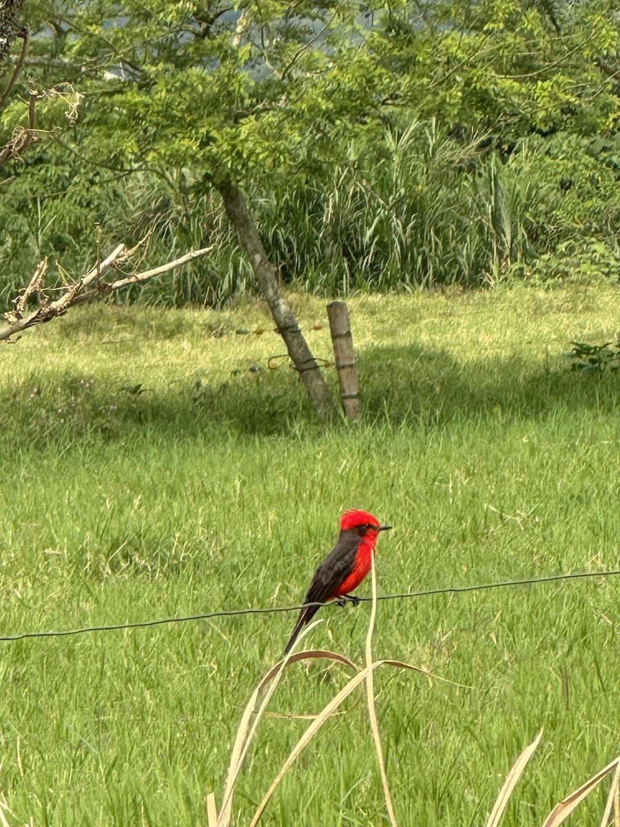 Vermilion Flycatcher - ML632810337