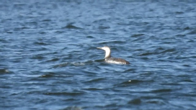 smålom - ML632810354