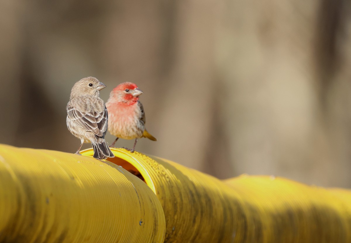 House Finch - ML632810436
