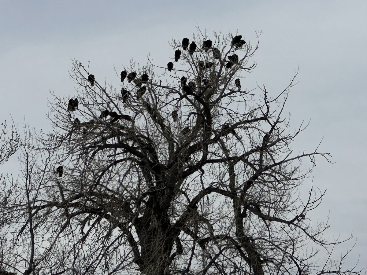 Turkey Vulture - ML632810627