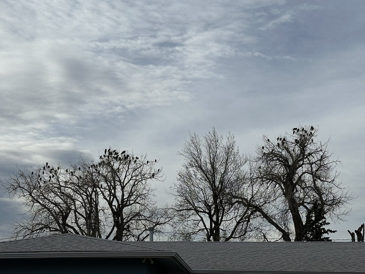 Turkey Vulture - ML632810628