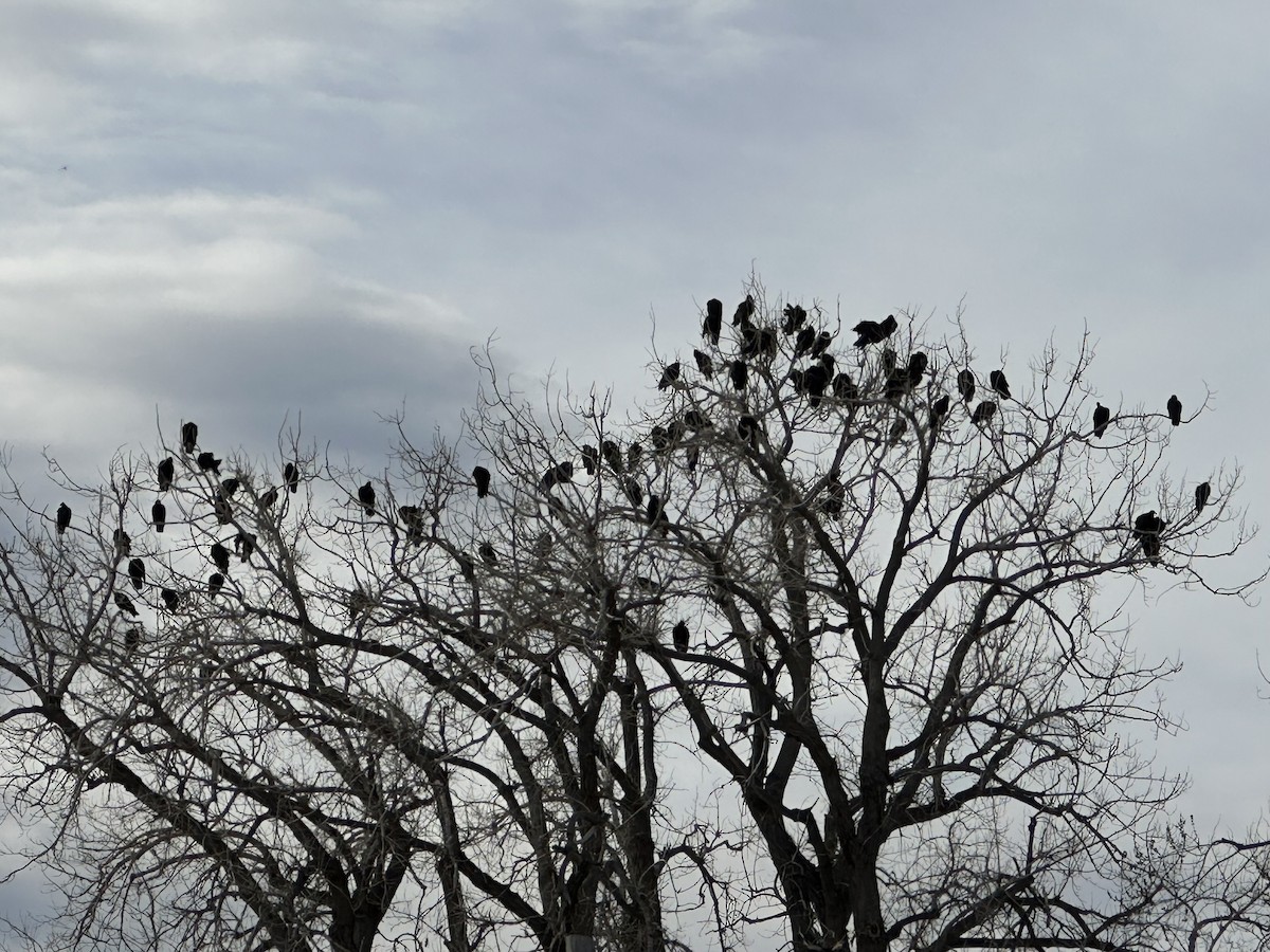 Turkey Vulture - ML632810629
