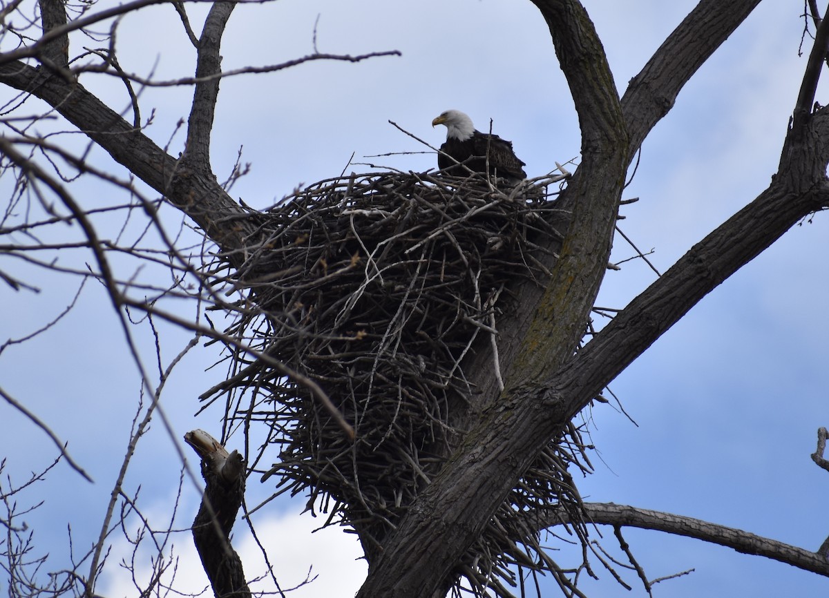 Bald Eagle - ML632810829