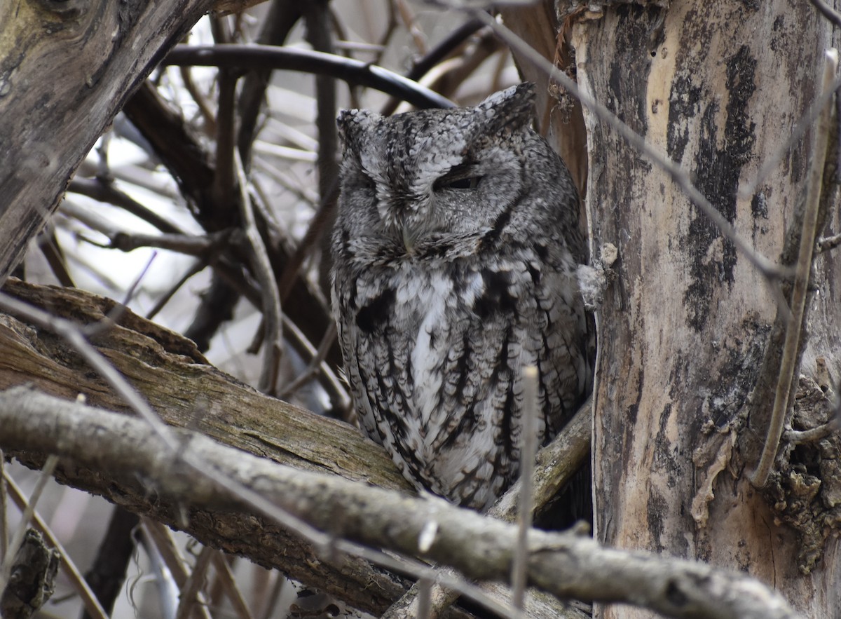 Eastern Screech-Owl - ML632810841