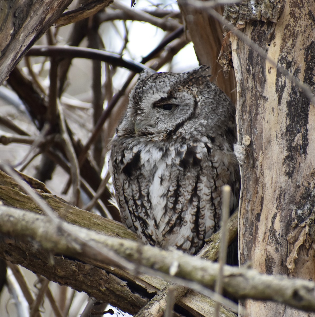 Eastern Screech-Owl - ML632810842