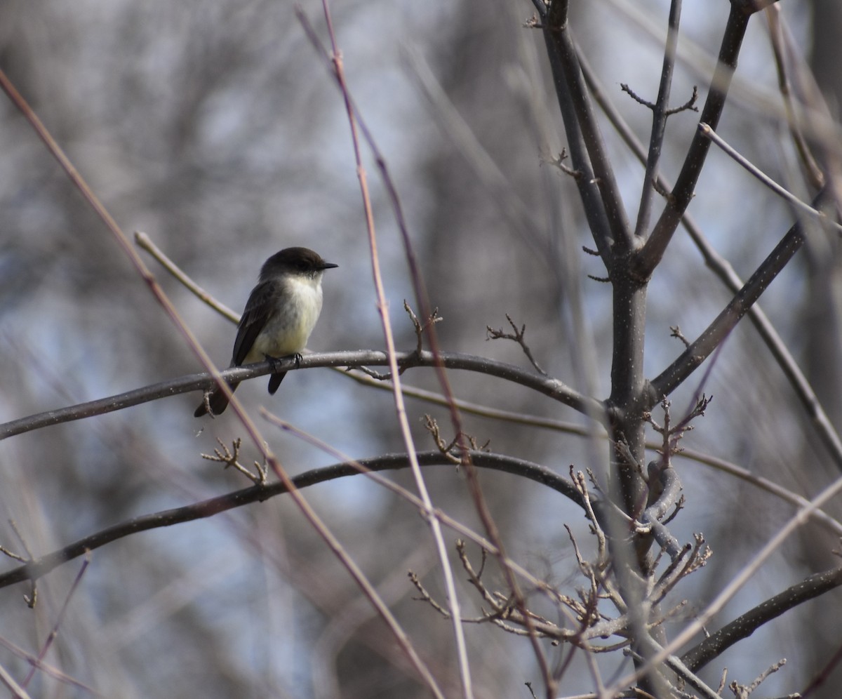 Eastern Phoebe - ML632810856