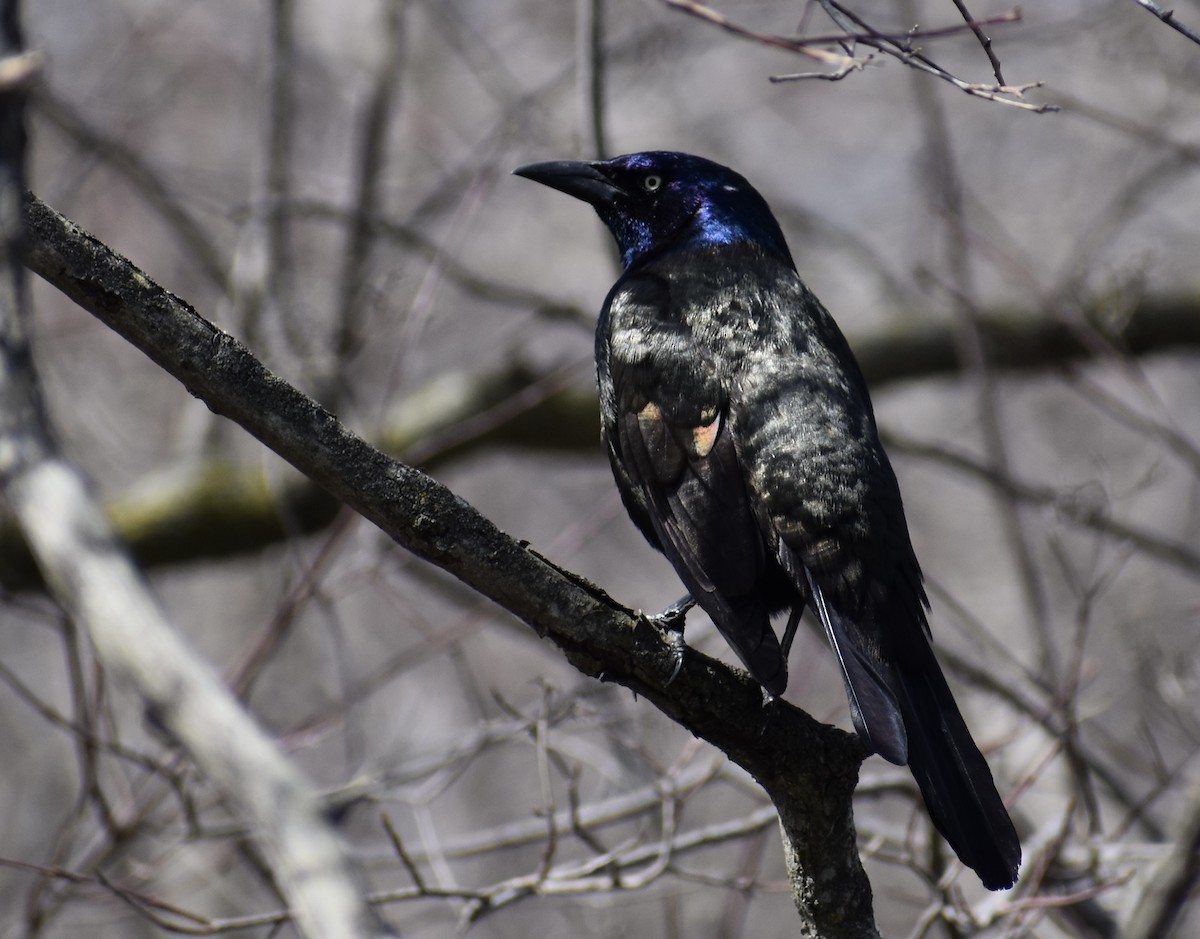Common Grackle - ML632810860