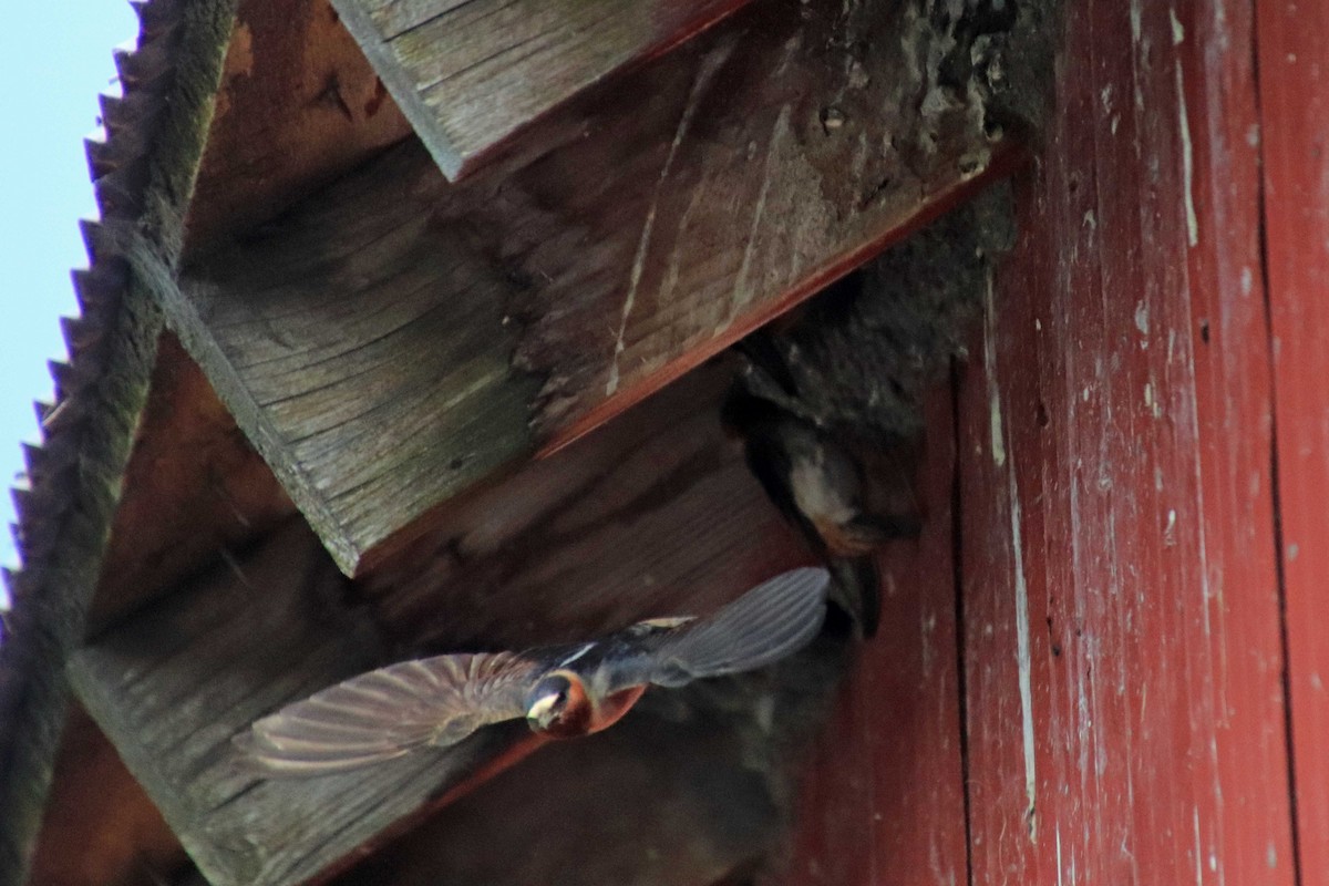 Cliff Swallow - ML63281091