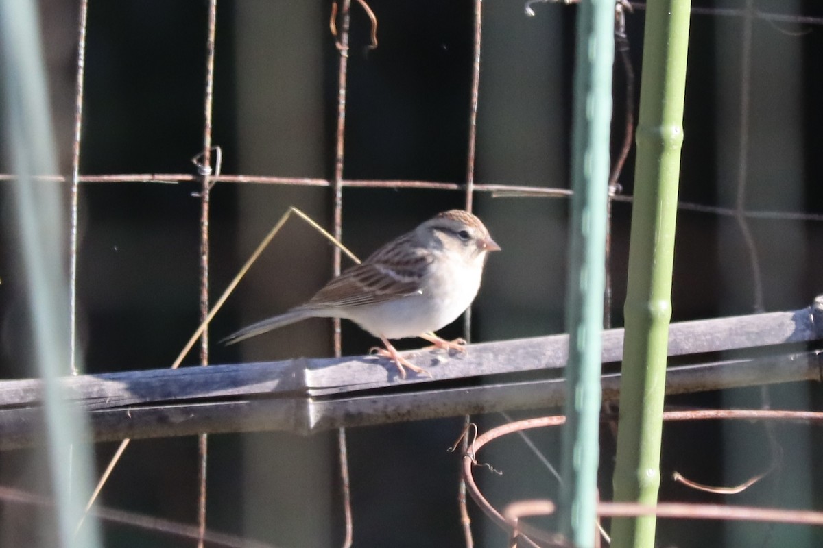 Field Sparrow - ML632810934