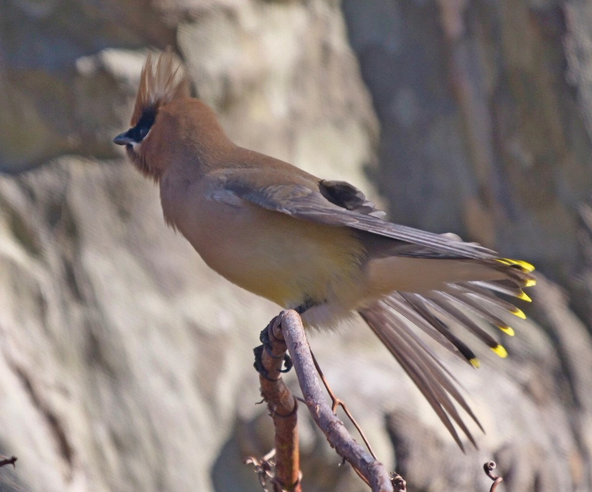 Cedar Waxwing - ML632811021