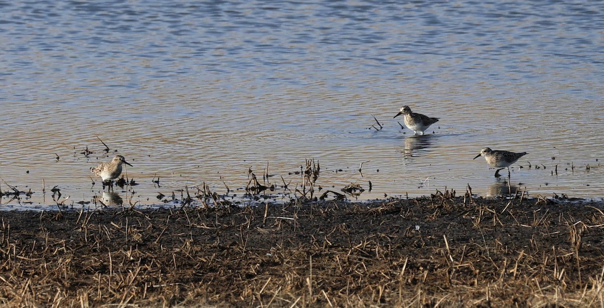 Baird's Sandpiper - ML632811049