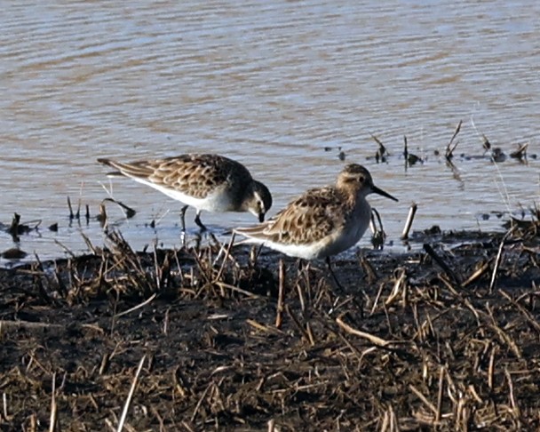 Baird's Sandpiper - ML632811079
