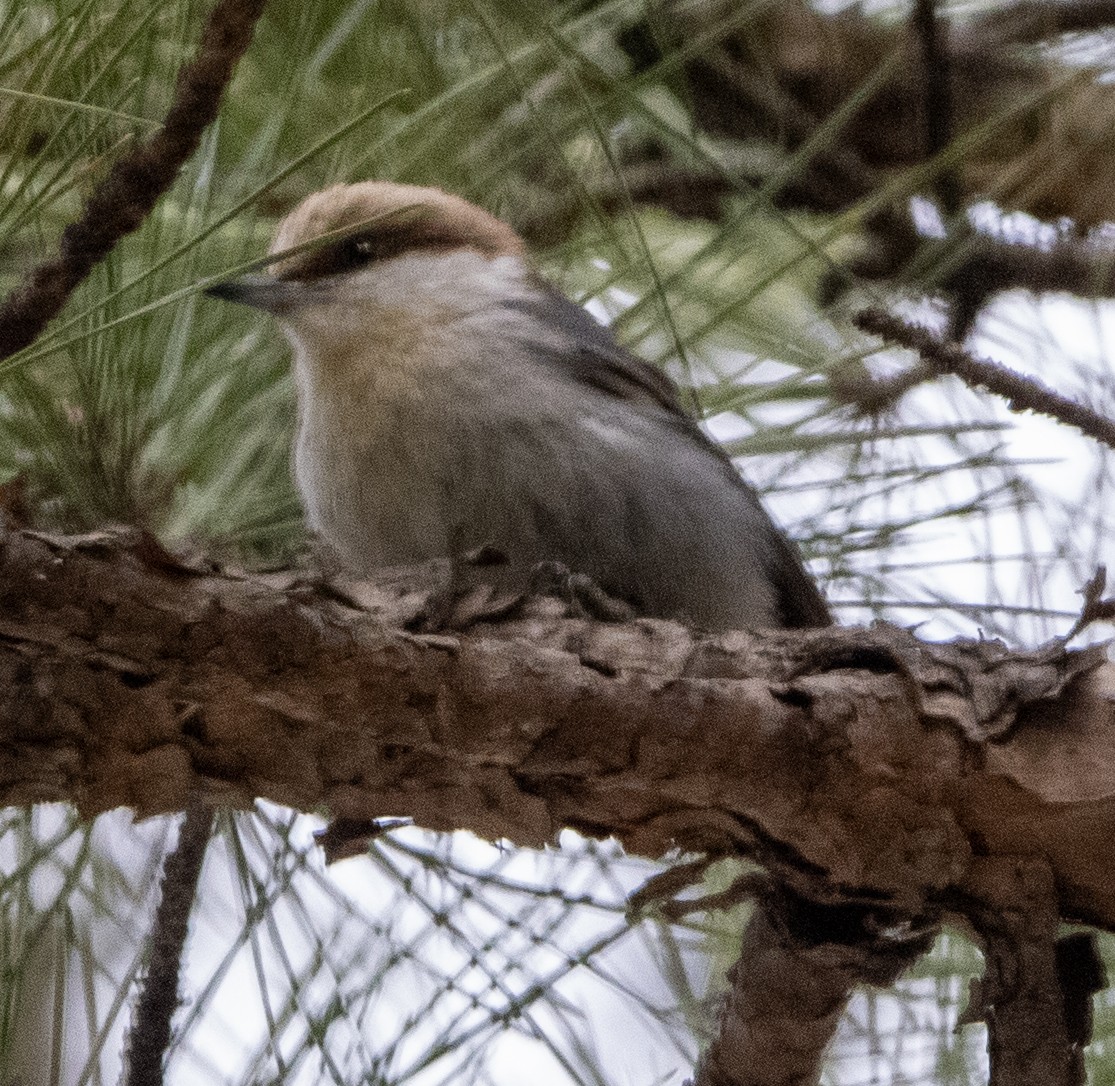 Brown-headed Nuthatch - ML632811168