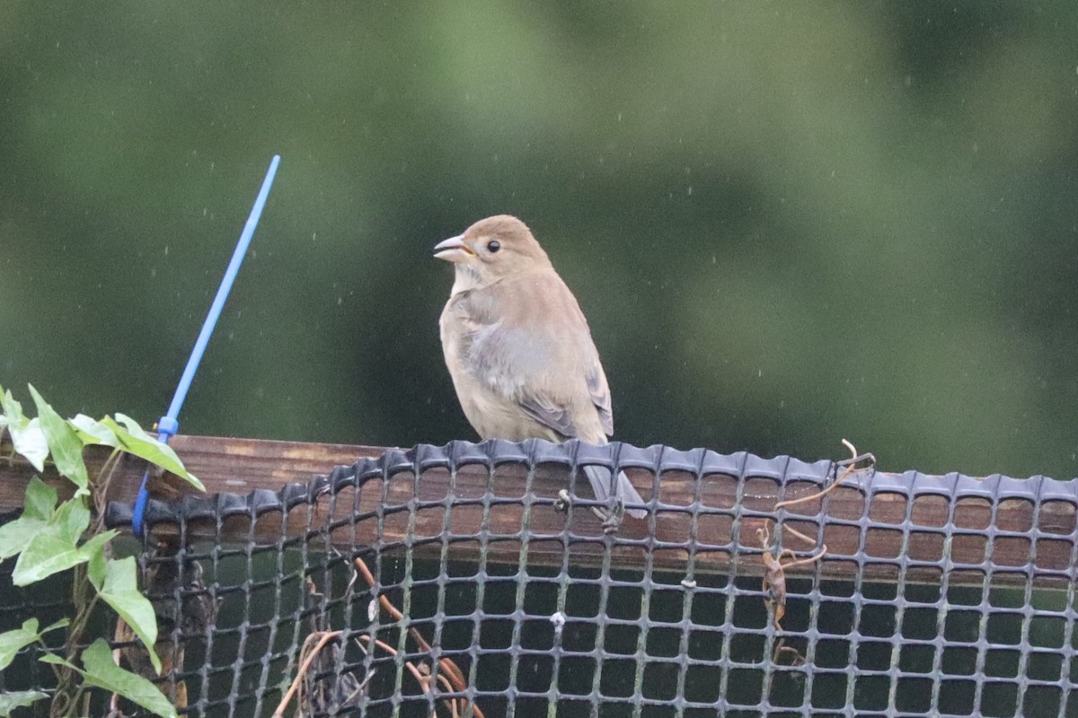 Indigo Bunting - ML632811232