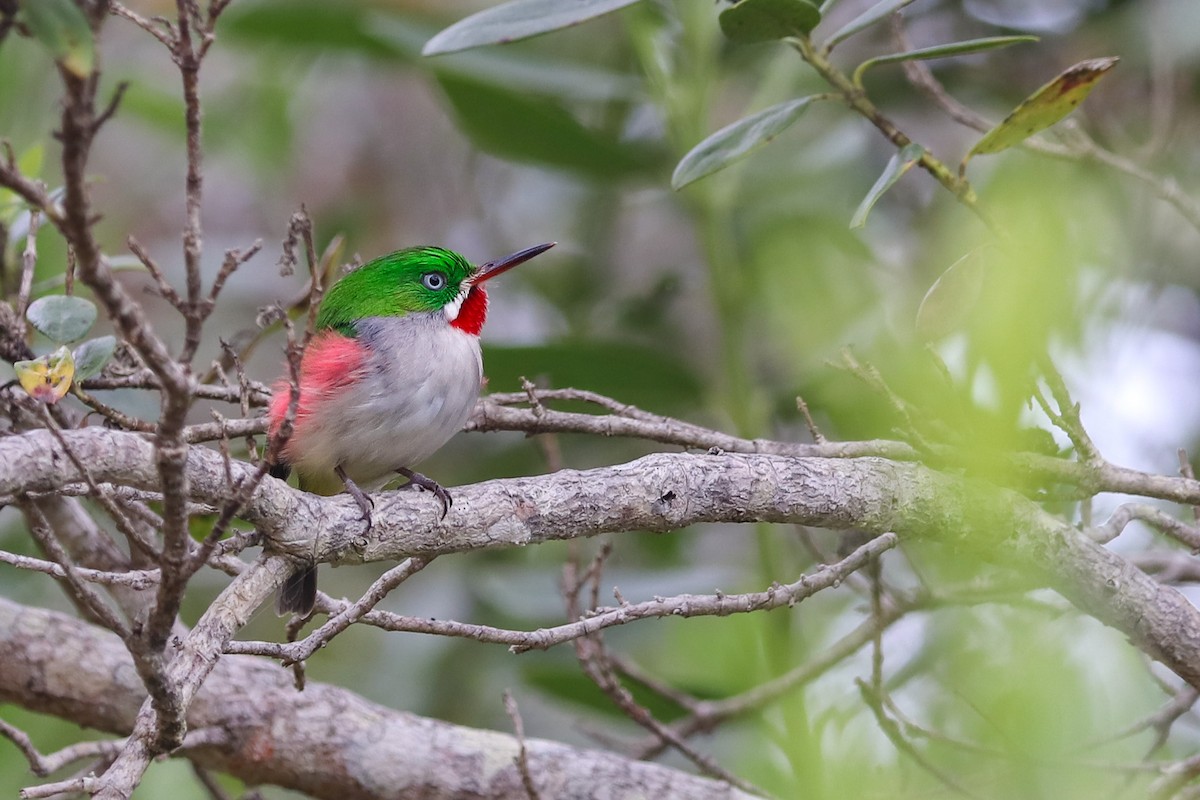 Narrow-billed Tody - ML632811275