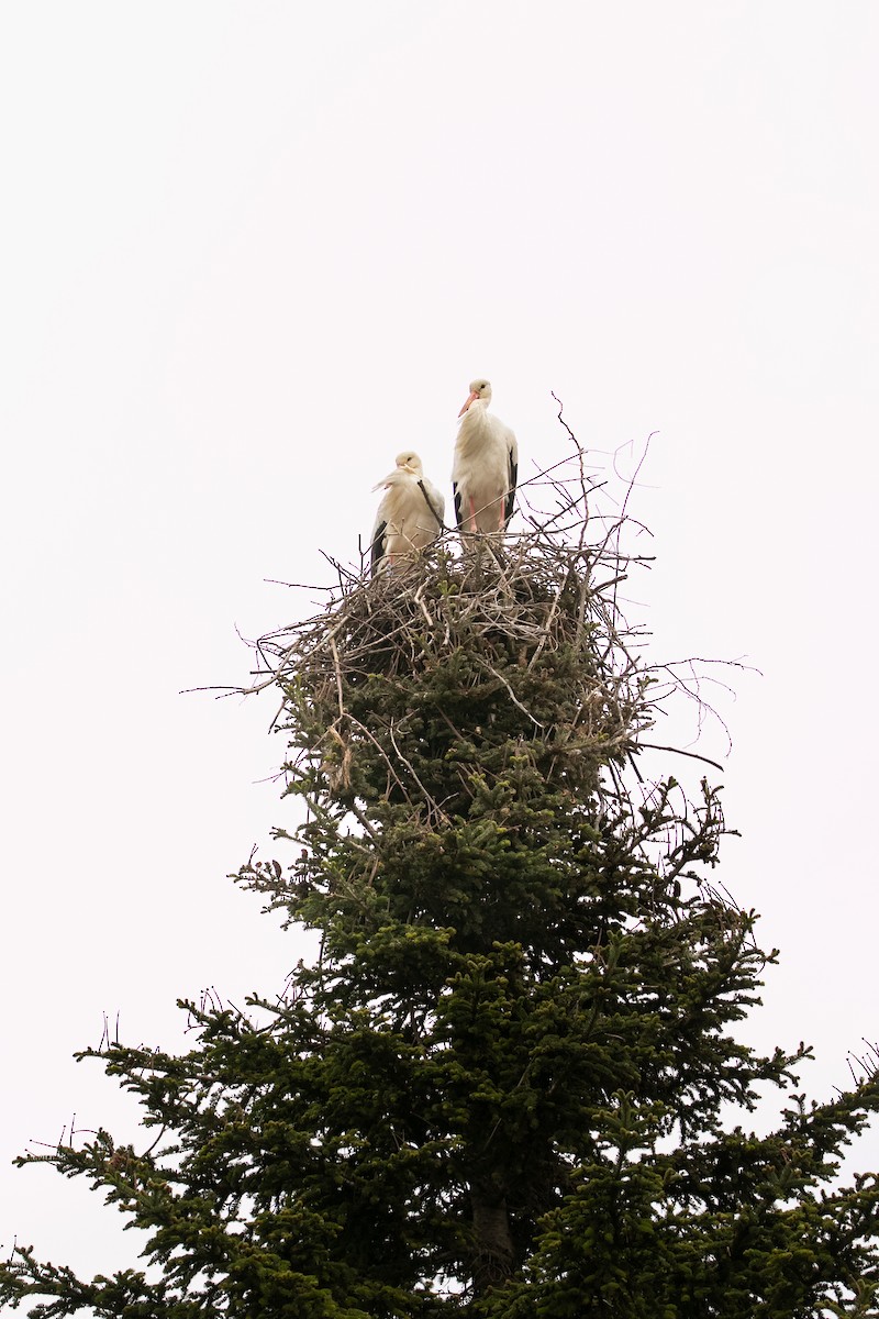 White Stork - ML632811452